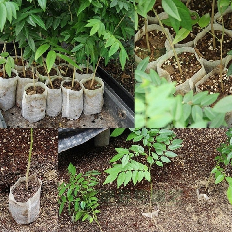 Seedling planter bags