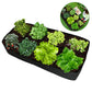 Multi-Port Vegetable Planting Bag