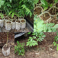 Seedling planter bags