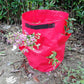 Strawberry planting bag